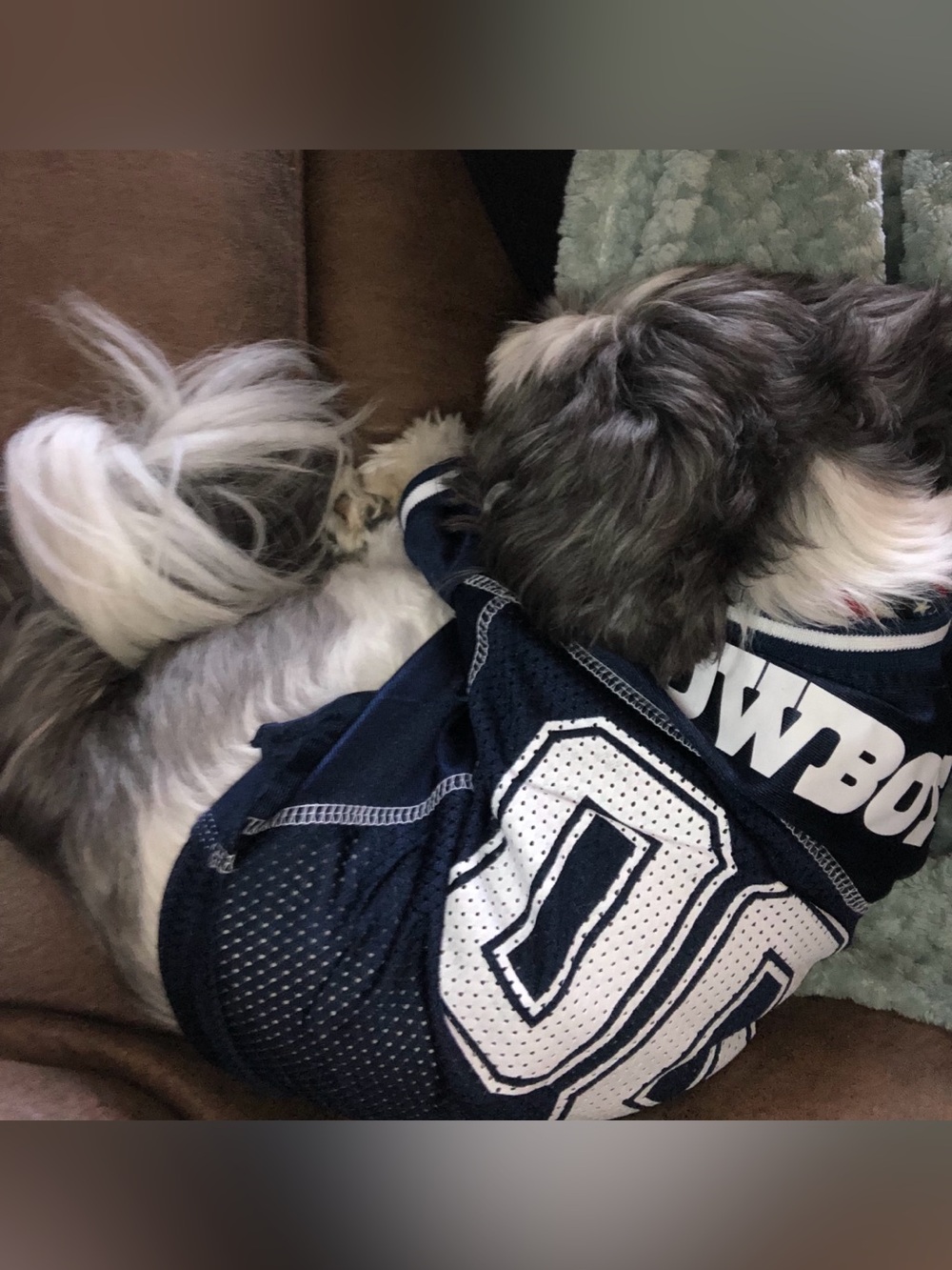 NFL Navy and White Cowboys Pet Jersey - Picture 3 of 3